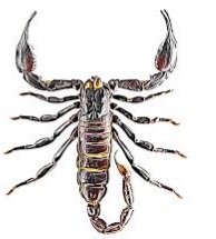 6 Major Economic Impact of Scorpion Venom