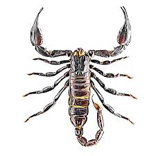 Scorpions in Ecology and Pest Control